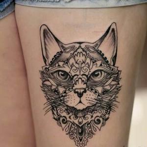 imagen de tatu de gato