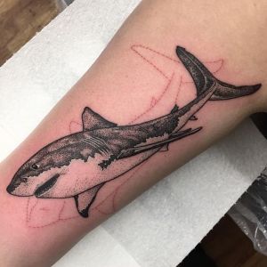 tatu de tiburon